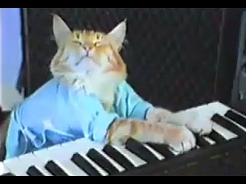Fatso in the original Keyboard Cat film